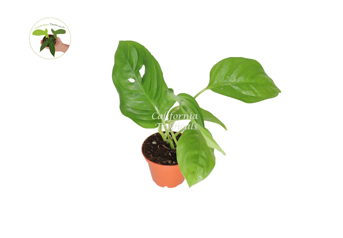 Monstera Laniata Live Plant – 3 inch Pot – Rare Aroid Houseplant – Indoor - Image 1