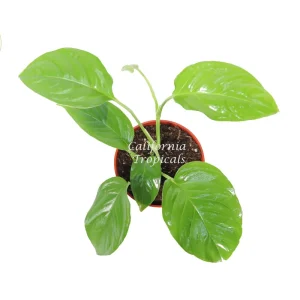 Monstera Laniata Live Plant – 4 inch Pot – Rare Tropical Houseplant - Image 2