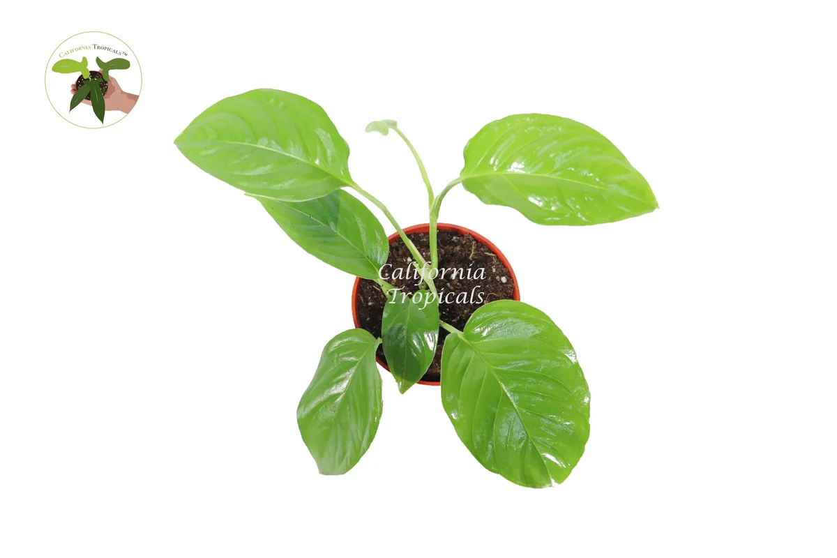 Monstera Laniata Live Plant – 4 inch Pot – Rare Tropical Houseplant - Image 2