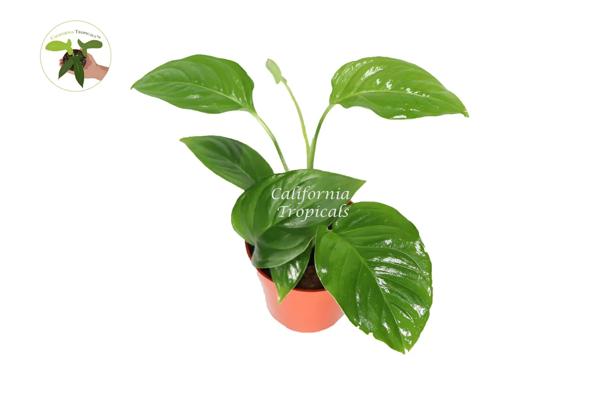 Monstera Laniata Live Plant – 4 inch Pot – Rare Tropical Houseplant - Image 1