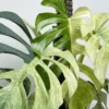 Monstera Mint Starter Plant - Live Variegated Houseplant - Indoor Decor - Image 1