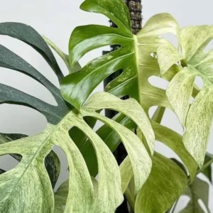 Monstera Mint Starter Plant - Live Variegated Houseplant - Indoor Decor - Image 1
