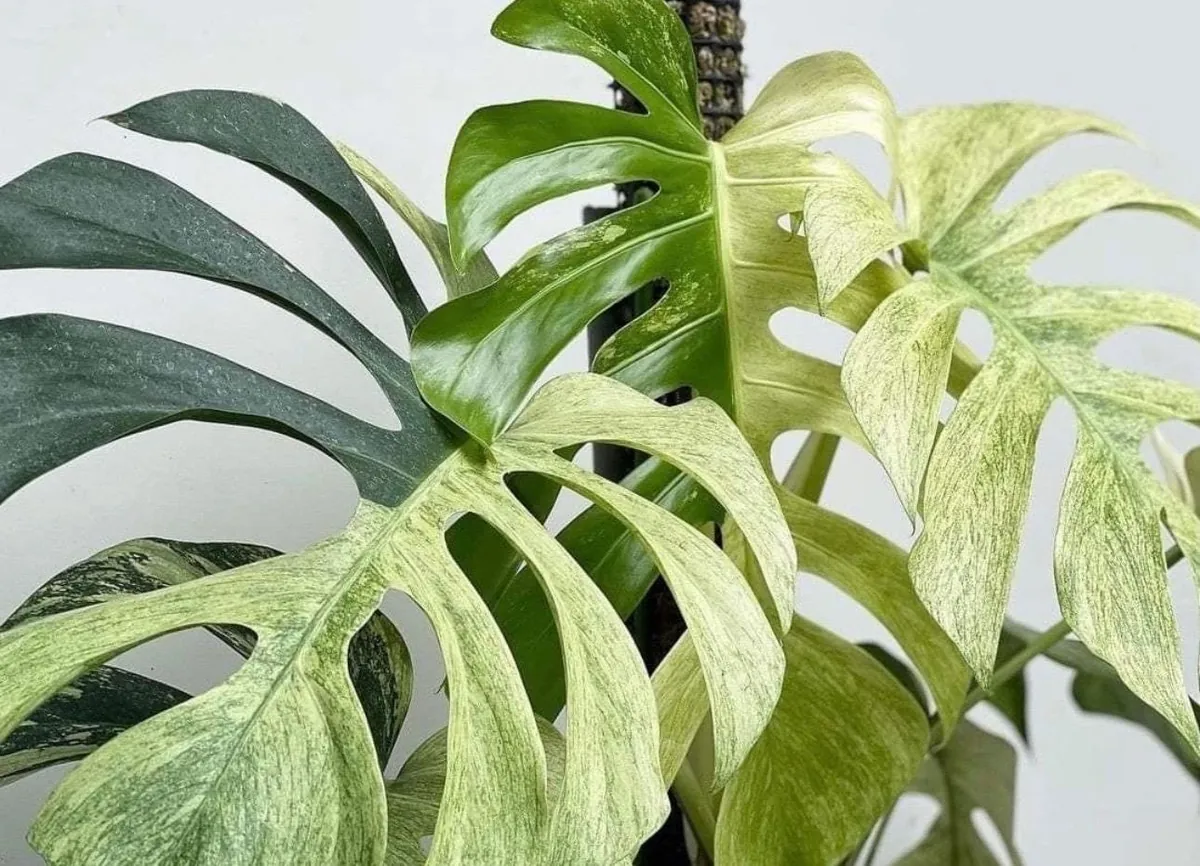 Monstera Mint Starter Plant - Live Variegated Houseplant - Indoor Decor - Image 1