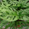 Monstera Obliqua Expilata Live Plant - Swiss Cheese Vine Tropical Houseplant in 3.5 inch Pot - Image 1