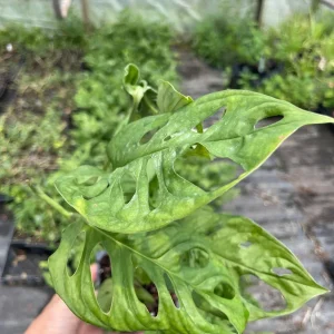 Monstera Obliqua Expilata Live Plant - Swiss Cheese Vine Tropical Houseplant in 3.5 inch Pot - Image 2