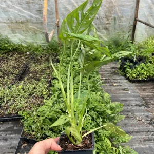 Monstera Obliqua Expilata Live Plant - Swiss Cheese Vine Tropical Houseplant in 3.5 inch Pot - Image 3