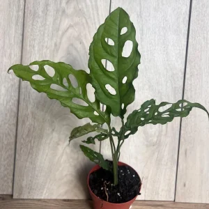 Monstera Obliqua Peru Live Plant – 4 inch Pot – Rare Tropical Houseplant - Image 5