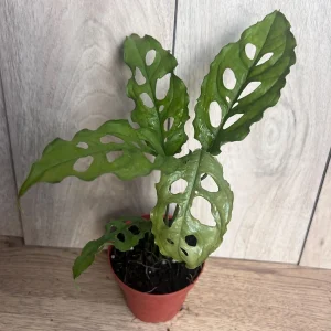 Monstera Obliqua Peru Live Plant – 4 inch Pot – Rare Tropical Houseplant - Image 6