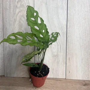 Monstera Obliqua Peru Live Plant – 4 inch Pot – Rare Tropical Houseplant - Image 7