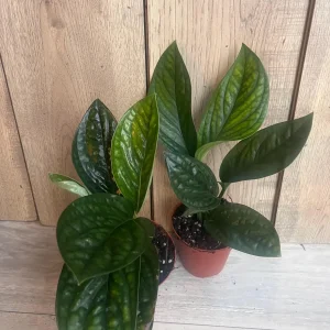 Monstera Peru Live Plant - Rare Aroid in 4 inch Pot - Indoor Potted Houseplant - Image 8