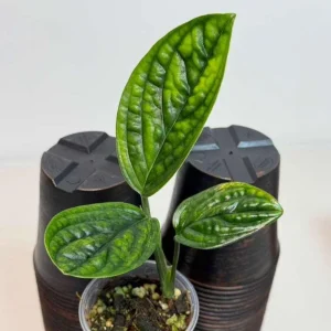 Monstera Peru Live Plant - Rare Collector Houseplant in Nursery Pot - Image 2