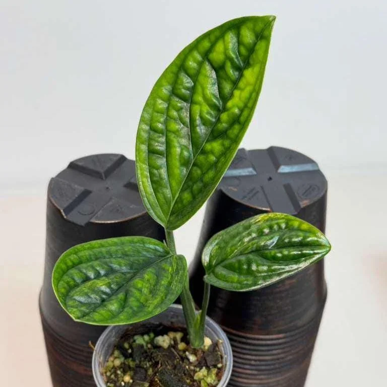 Monstera Peru Live Plant - Rare Collector Houseplant in Nursery Pot - Image 2