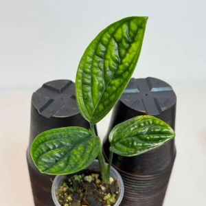 Monstera Peru Live Plant - Rare Collector Houseplant in Nursery Pot - Image 3