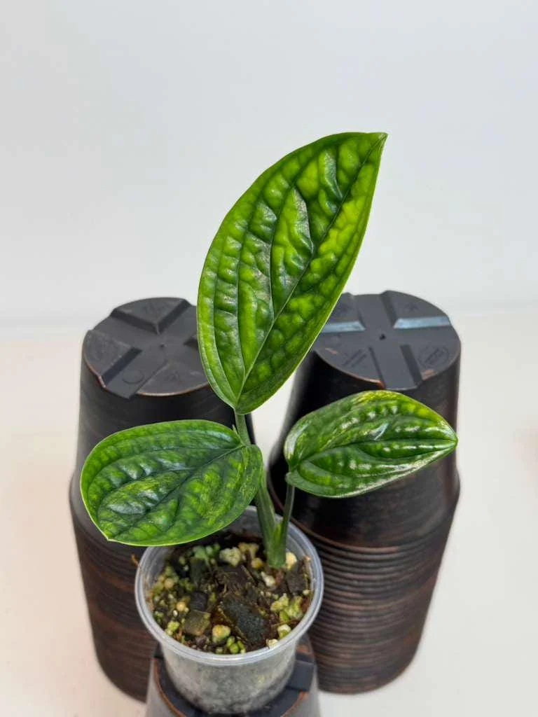 Monstera Peru Live Plant - Rare Collector Houseplant in Nursery Pot - Image 3