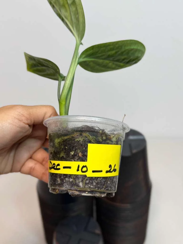 Monstera Peru Live Plant - Rare Collector Houseplant in Nursery Pot - Image 4