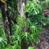 Monstera Sierrana Starter Plant – Live Rare Aroid Houseplant - Image 1