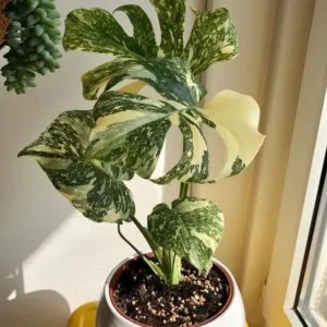 Monstera Thai Constellation Live Plant – 4 inch Pot – Houseplant - Image 1