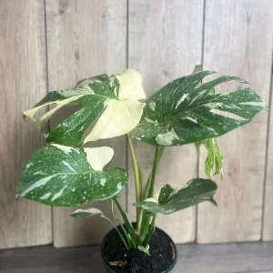Monstera Thai Constellation Live Plant – 6 inch Pot – Indoor Variegated Houseplant - Image 3