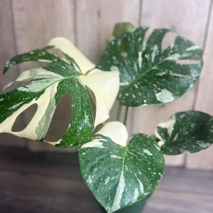 Monstera Thai Constellation Live Plant – 6 inch Pot – Indoor Variegated Houseplant - Image 8