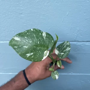 Monstera Thai Constellation Live Plant - Rare Variegated Indoor Houseplant 6-10 Inch - Image 2
