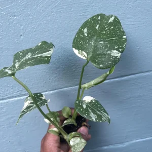 Monstera Thai Constellation Live Plant - Rare Variegated Indoor Houseplant 6-10 Inch - Image 3