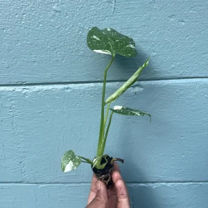 Monstera Thai Constellation Live Plant - Rare Variegated Indoor Houseplant 6-10 Inch - Image 4