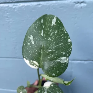 Monstera Thai Constellation Live Plant - Rare Variegated Indoor Houseplant 6-10 Inch - Image 5