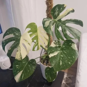 Monstera Thai Constellation Live Plant - Starter Size - Indoor Houseplant - Image 1