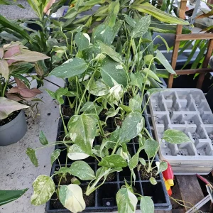 Monstera Thai Constellation Live Plant – Variegated Starter Plug – Indoor Tropical Foliage - Image 3