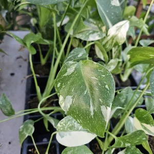 Monstera Thai Constellation Live Plant – Variegated Starter Plug – Indoor Tropical Foliage - Image 5