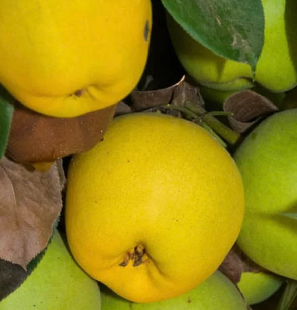 Monterrey Pear Tree Live Plant – 4 Feet Tall – Ship in 3 Gallon Pot - Image 1