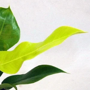 Moonlight Philodendron Live Plant – 4 inch Pot – Indoor Houseplant - Image 3