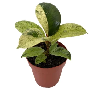 Moonshine Rubber Tree Live Plant - Rare Ficus Elastica 'Shivereana' - 4" Pot Indoor - Image 1