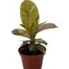 Moonshine Rubber Tree Live Plant - Rare Ficus Elastica 'Shivereana' - 2.5" Pot - Image 1