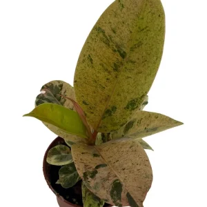 Moonshine Rubber Tree Live Plant - Rare Ficus Elastica 'Shivereana' - 2.5