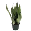 Moonshine Snake Plant Live Plant – Sansevieria – 4" Pot – Indoor - Image 1