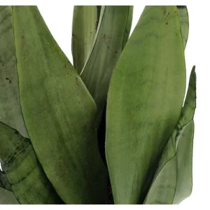 Moonshine Snake Plant Live Plant – Sansevieria – 4