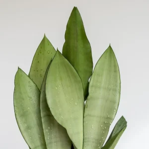 Moonshine Snake Plant Live Plant – Sansevieria – 4