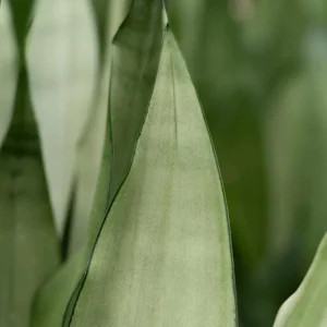 Moonshine Snake Plant Live Plant – Sansevieria – 4