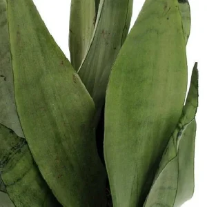Moonshine Snake Plant - Sansevieria Trifasciata Live Plant - 6 inch Pot - Indoor - Image 1