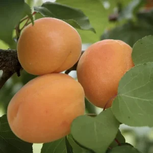 Moorpark Apricot Live Tree - 2-3 Feet Tall - 3 Gallon Pot - Outdoor Fruit Tree - Image 1