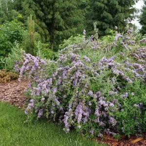 Mop Top Fountain Butterfly Bush Live Plant – 4 inch Pot – Outdoor Shrub - Image 4