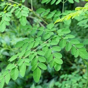 Moringa Oleifera Seeds - Grow Your Own Moringa Tree - Nutrient-Rich Superfood Seeds - Image 1