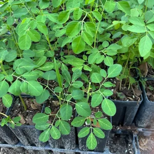 Moringa Oleifera Starter Plant - Drumstick Tree - Horseradish Tree Live Plant - Image 2