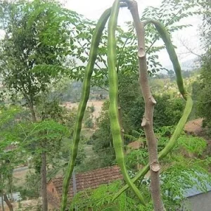 Moringa Oleifera Starter Plant - Drumstick Tree - Horseradish Tree Live Plant - Image 3