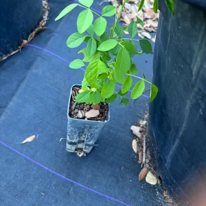 Moringa Oleifera Starter Plant - Drumstick Tree - Horseradish Tree Live Plant - Image 1