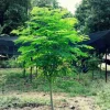 Moringa Tree Seeds for Planting - 35+ Non-GMO, Fast Growing, Perennial - Image 1