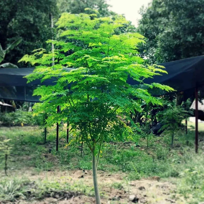 Moringa Tree Seeds for Planting - 35+ Non-GMO, Fast Growing, Perennial - Image 1
