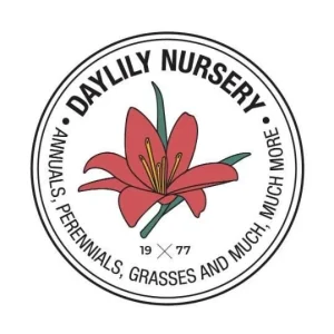 Moss Covered Red Lion Amaryllis Bulb 28/32 - Waxed, No Water Needed - Image 2