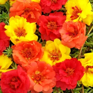 Moss Rose Purslane Portulaca Grandiflora Flower Seeds - Succulent Flowering Plant - Image 2